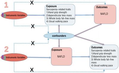 Causal relationship between non-alcoholic fatty liver disease and sarcopenia: a bidirectional Mendelian randomization study